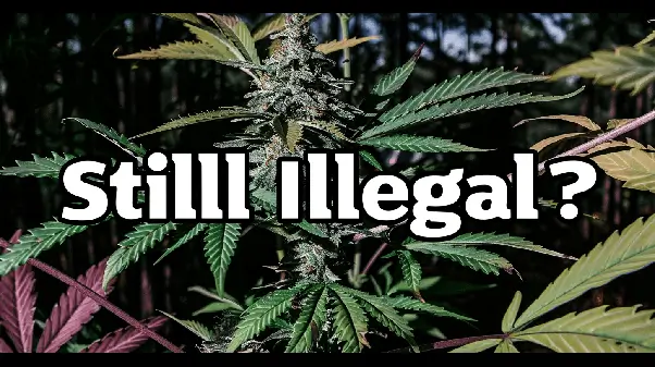 The Legal Status of Marijuana in North and South Carolina